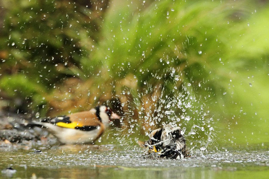 Stehl&iacute;k obecn&yacute; (Carduelis carduelis)