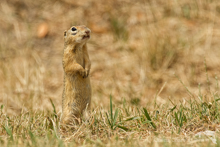 Sysel obecn&yacute; (Spermophilus citellus)