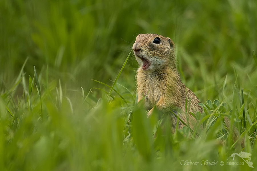 Sysel obecn&yacute; (Spermophilus citellus)