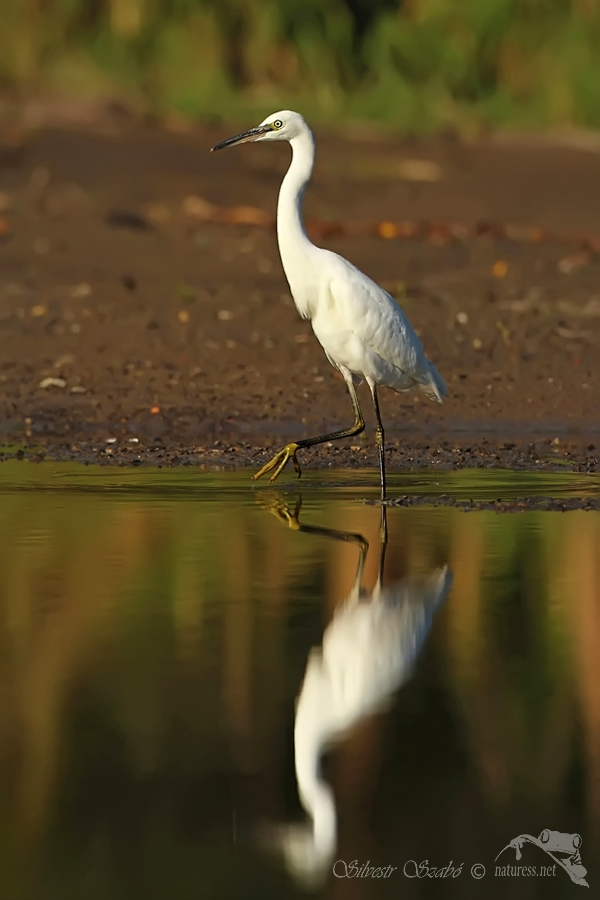 Volavka stř&iacute;břit&aacute; (Egretta garzetta) 