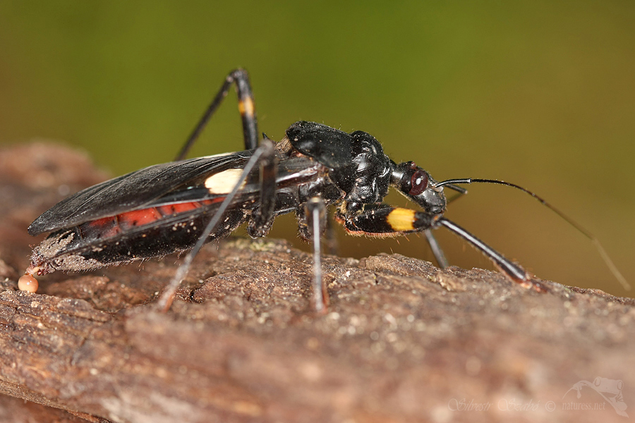 Z&aacute;keřnice (Platymeris biguttata)